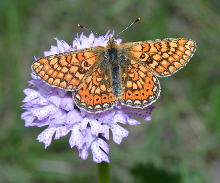 Euphydryas aurinia